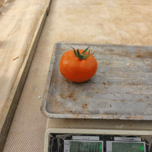 گوجه فرنگی یاقوت